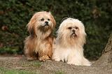 LHASSA APSO 148